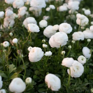 25 Pink Ranunculus Bulbs - Fall Planting Corms for Spring Flowers, 12-18" Tall - Image 2