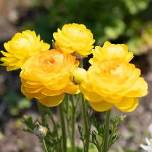 25 Pink Ranunculus Bulbs - Fall Planting Corms for Spring Flowers, 12-18