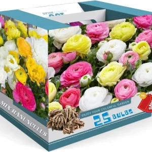 25 Pink Ranunculus Bulbs - Fall Planting Corms for Spring Flowers, 12-18