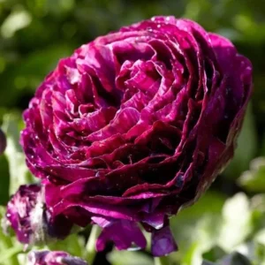 25 Pink Ranunculus Bulbs - Fall Planting Corms for Spring Flowers, 12-18