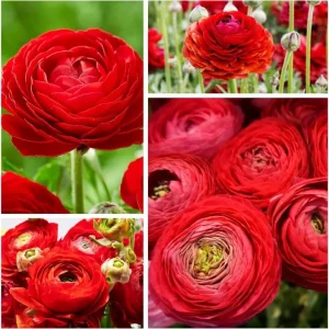 25 Pink Ranunculus Bulbs - Fall Planting Corms for Spring Flowers, 12-18