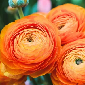 25 Pink Ranunculus Bulbs - Fall Planting Corms for Spring Flowers, 12-18" Tall - Image 1