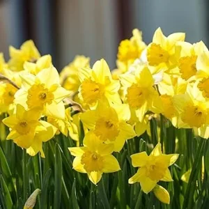 25 Yellow Daffodil Flower Bulbs – Large Flowering Bulbs for Outdoor Planting - Image 3