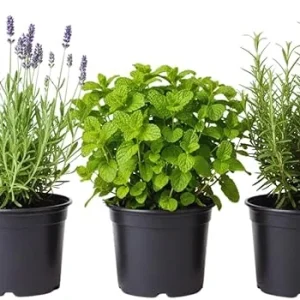 3 Assorted Herb Plants Live - Holy Basil, Rosemary, Mint, Cuban Oregano, 3-5 Inches Tall - Image 2