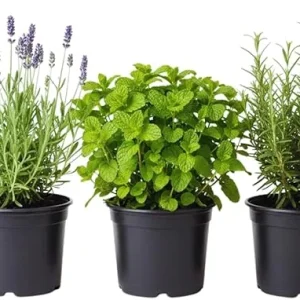 3 Assorted Herb Plants Live - Holy Basil, Rosemary, Mint, Cuban Oregano, 3-5 Inches Tall - Image 3