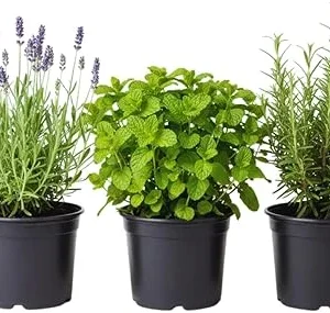 3 Assorted Herb Plants Live - Holy Basil, Rosemary, Mint, Cuban Oregano, 3-5 Inches Tall - Image 7