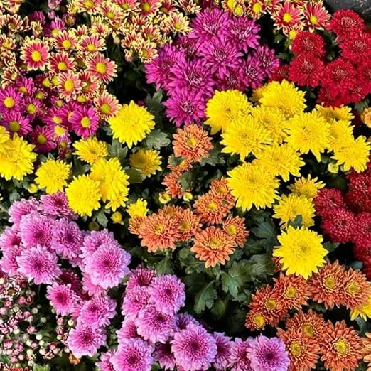 3 Assorted Mum Live Plants – Chrysanthemum, 4-6 Inch Tall, Vibrant Blooms, Perennial Outdoor - Image 6