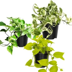 3 Assorted Pothos Live Plants - 4 Inch Pot - Houseplant & Outdoor - Image 3