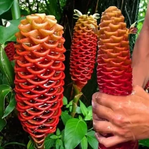 3 Awapuhi Shampoo Ginger Rhizomes Live Roots - Zingiber Zerumbet Tropical Plant - Image 3