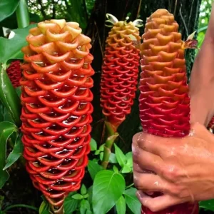 3 Awapuhi Shampoo Ginger Rhizomes Live Roots - Zingiber Zerumbet Tropical Plant - Image 7