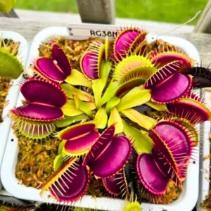 3 B52 Giant Venus Flytrap Live Plants - Starter Size Carnivorous Plant - Image 2