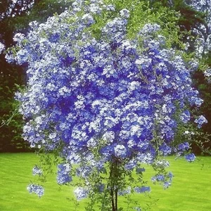 3 Blue Plumbago Live Plants, 4-7 inches Tall Tropical Flowering Shrub, Outdoor - Image 2