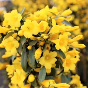 3 Carolina Jasmine Plants Live, Yellow Climbing Vines, 5-7 inches - Image 2