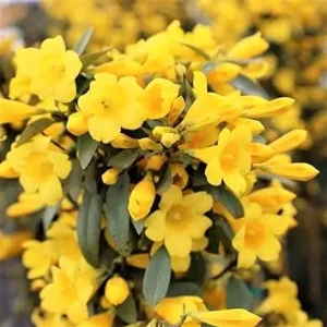 3 Carolina Jasmine Plants Live, Yellow Climbing Vines, 5-7 inches - Image 4