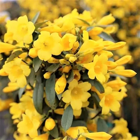 3 Carolina Jasmine Plants Live, Yellow Climbing Vines, 5-7 inches - Image 7