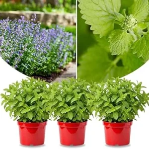 3 Catnip Mint Live Plants – Fast Growing Herb – Indoor/Outdoor – Zones 3-11 - Image 7