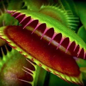 3 Green Venus Flytrap Live Plants – Starter Carnivorous Dionaea Muscipula - Image 6