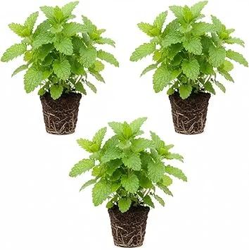 3 Lemon Balm Live Plants, 4-7'' Tall, Easy Care Herb, Zones 4-9, Outdoor - Image 3