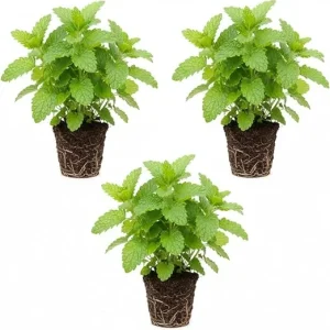 3 Lemon Balm Live Plants, 4-7'' Tall, Easy Care Herb, Zones 4-9, Outdoor - Image 4