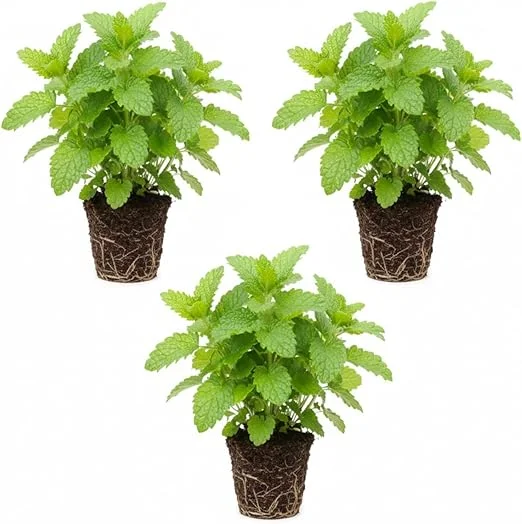 3 Lemon Balm Live Plants, 4-7'' Tall, Easy Care Herb, Zones 4-9, Outdoor - Image 4