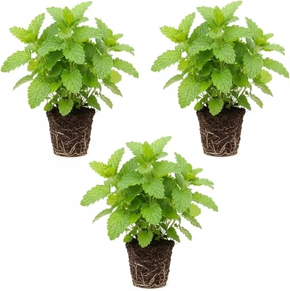 3 Lemon Balm Live Plants, 4-7'' Tall, Easy Care Herb, Zones 4-9, Outdoor - Image 5