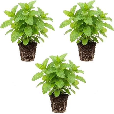 3 Lemon Balm Live Plants, 4-7'' Tall, Easy Care Herb, Zones 4-9, Outdoor - Image 6