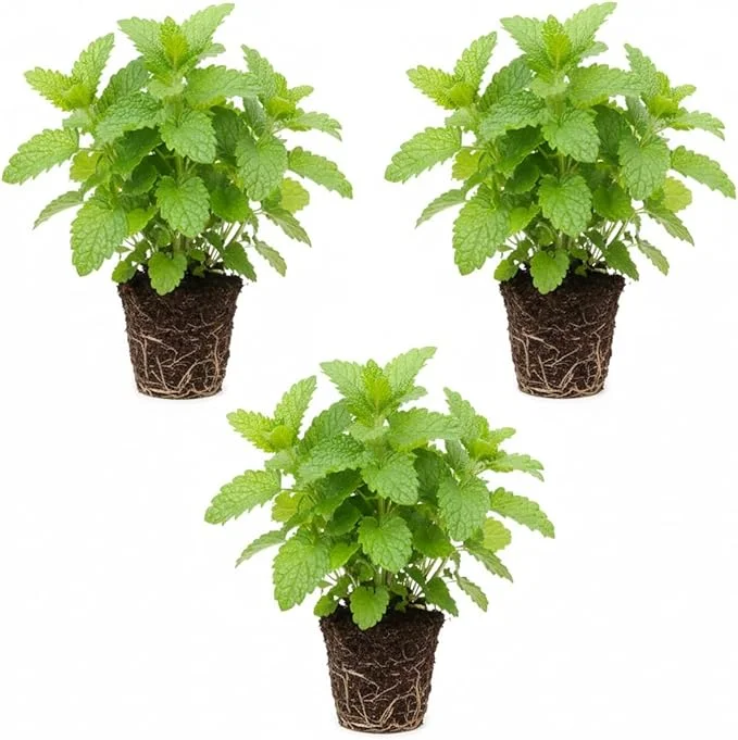 3 Lemon Balm Live Plants, 4-7'' Tall, Easy Care Herb, Zones 4-9, Outdoor - Image 1