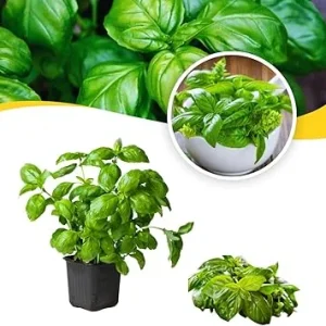 3 Live Basil Herb Plants, 4 Inch Pot, Ready for Planting Outdoors & Indoors - Image 5
