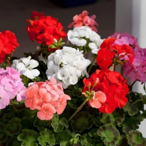 3 Mix Geranium Live Plants – Assorted Colorful Perennial Flowers for Outdoor Garden, 4-7 inch tall - Image 1