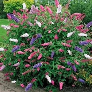 3 Pack Butterfly Bush Live Plants, 3-6 Inch Tall, Assorted Perennial Shrubs for Outdoor Garden - Image 6