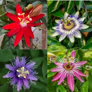 3 Pack Mixed Passion Flower Live Plants, 3-6 Inch Assorted Passiflora Vine - Image 5