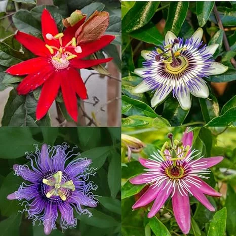 3 Pack Mixed Passion Flower Live Plants, 3-6 Inch Assorted Passiflora Vine - Image 5