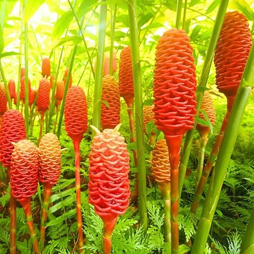 3 Pcs Shampoo Ginger Rhizomes - Live Awapuhi Roots for Planting, Zingiber Zerumbet - Image 2