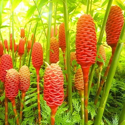 3 Pcs Shampoo Ginger Rhizomes - Live Awapuhi Roots for Planting, Zingiber Zerumbet - Image 1