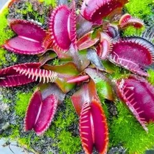 3 Red Venus Flytrap Live Plants - Carnivorous Starter Plants - Image 2