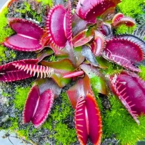3 Red Venus Flytrap Live Plants - Carnivorous Starter Plants - Image 3