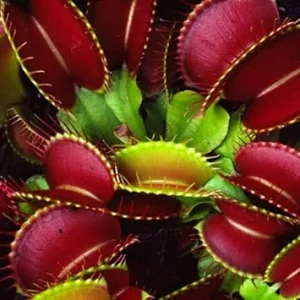 3 Red Venus Flytrap Live Plants – Starter Carnivorous Plants – Dionaea Muscipula - Image 2