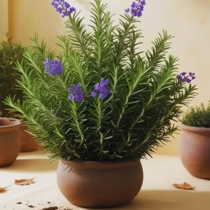 3 Rosemary Live Plants, 3-6 Inch Tall, Herb, Indoor & Outdoor - Image 4