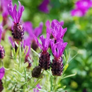 3 Spanish Lavender Live Plants – Fragrant Herb – 4 to 6 Inches Tall - Image 6