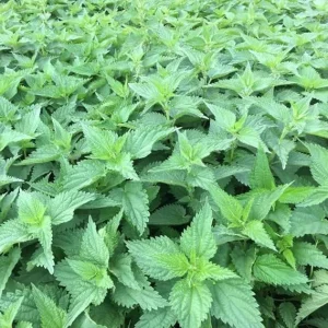3 Stinging Nettle Live Plant Bare Roots - Herb for Planting, Full Sun - Image 4