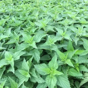 3 Stinging Nettle Live Plant Bare Roots - Herb for Planting, Full Sun - Image 7