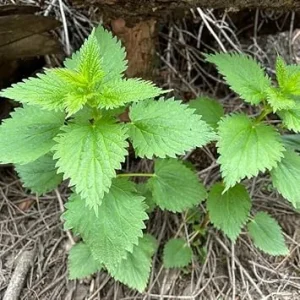 3 Stinging Nettle Live Plants – Bare Root Herb for Planting – Well-Rooted - Image 5