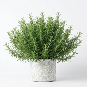 3 Upright Rosemary Live Plants – Cold Hardy, 4-6" Tall, Culinary Herb for Indoor/Outdoor - Image 2