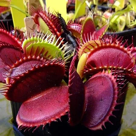 3 Venus Fly Trap Starter Plants in Pot - Live Carnivorous Plant for Indoor & Outdoor - Image 5