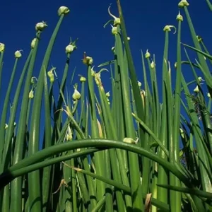 3 Walking Onion Plants Live in 4" Pot - Cold Hardy, Fast-Growing - Image 2