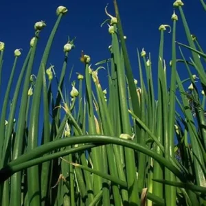 3 Walking Onion Plants Live in 4