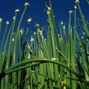 3 Walking Onion Plants Live in 4