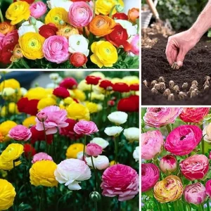 30 Mixed Ranunculus Flower Bulbs - Vibrant Colors for Garden Planting - Image 6