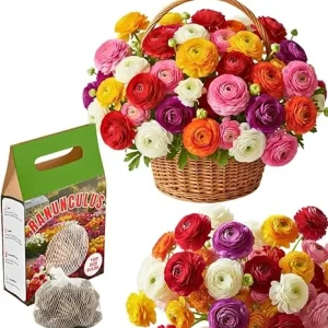 30 Multicolor Ranunculus Flower Bulbs – Easy to Grow Corms for Vibrant Blooms - Image 1