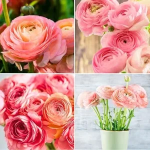 30 Pink Ranunculus Bulbs for Fall Planting - Vibrant Spring Blooms - Image 6